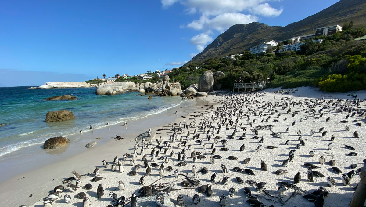 Boulders Beach